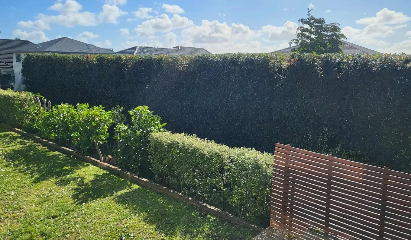 The same boundary hedge cleanly trimmed after the job