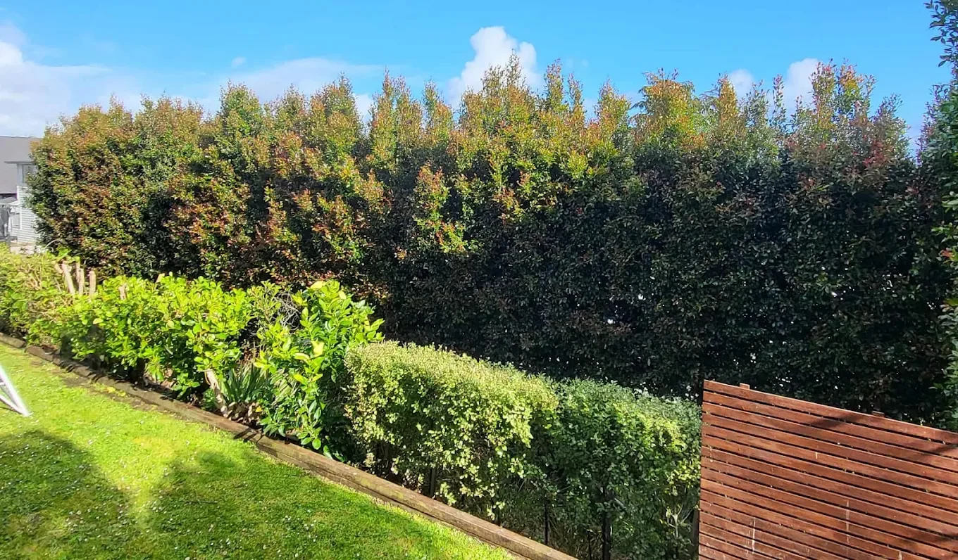 Overgrown boundary hedge before trimming