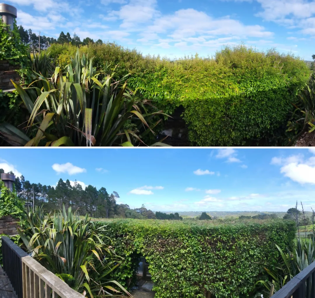 Trimmed boundary hedge with a rural view beyond